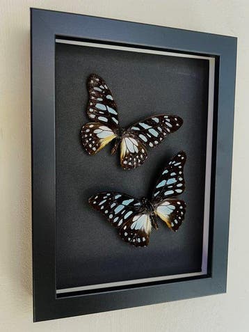 Vlinder Taxidermie volledige montage - Graphium Leonidas -