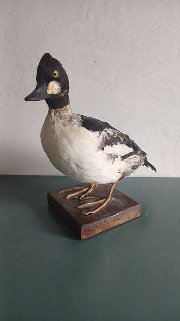 Quattrocchi Support de corps entier pour taxidermie -