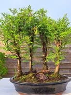 GROOT metasequoia bos in ruime bonsaischaal - Hoogte (boom):