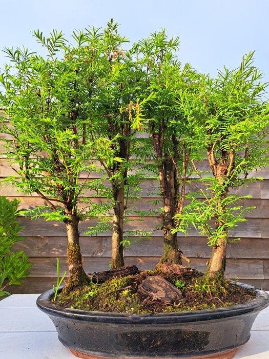 GROOT metasequoia bos in ruime bonsaischaal - Hoogte (boom):, Antiek en Kunst, Curiosa en Brocante