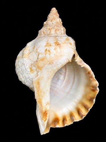 Gastéropode Coquillage marin - Charonia Tritonis (Sans prix, Antiquités & Art