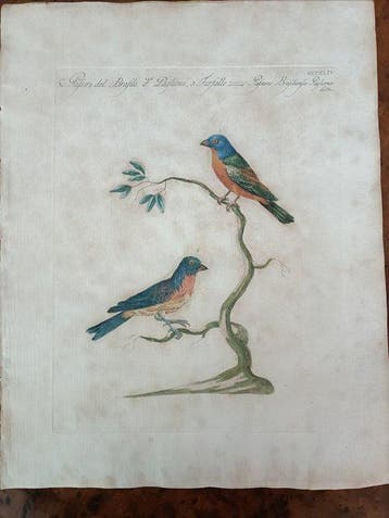 Saverio Manetti (XVIII) - Passera del Brasile, Antiek en Kunst