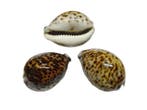 Cypraea Tigris Tijgerschelp ca. 8 cm per stuk, Nieuw