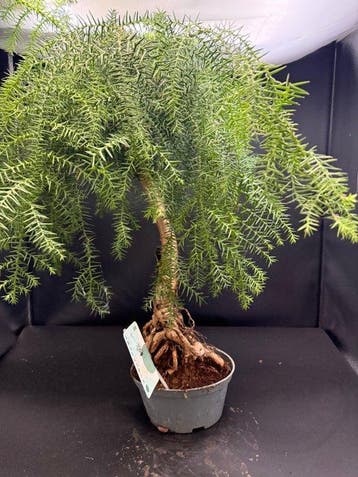 Araucaria - Hoogte (boom): 50 cm - Diepte (boom): 20 cm -