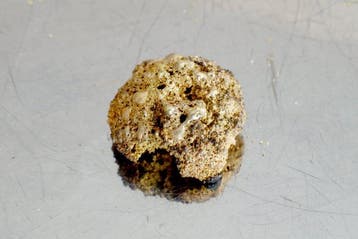 Goud Natuurlijk goud, gouden bolletje, porieus goud 1,077