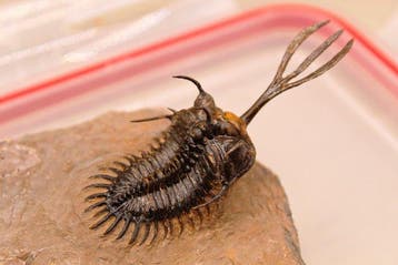 Zeldzame Walliserops trifurcatus trilobiet - Fossiele matrix