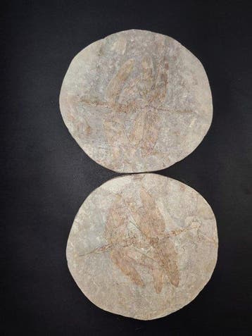 Een paar - twee libellen - kostbaar - Gefossiliseerd dier -