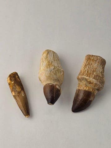 Dent fossile - Lot of 3 Cretaceous Fossil Teeth –, Collections