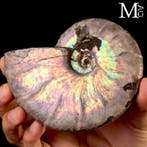 Spécial Raimbow Opalescentz Fossile dammonite Cleoniceras –