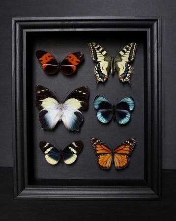 Vlinder Taxidermie volledige montage - Agatasa calydonia x