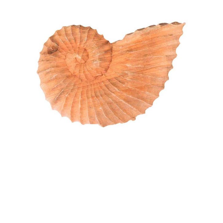 Riverdale schelp Nate - Hout (Overige Woonaccessoires), Huis en Inrichting, Woonaccessoires | Overige, Nieuw, Verzenden