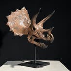GEEN RESERVEPRIJS - Replica van dinosaurusschedel -