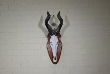 Hartebeest skull Schedel - Alcelaphus buselaphus - 32 cm -, Nieuw