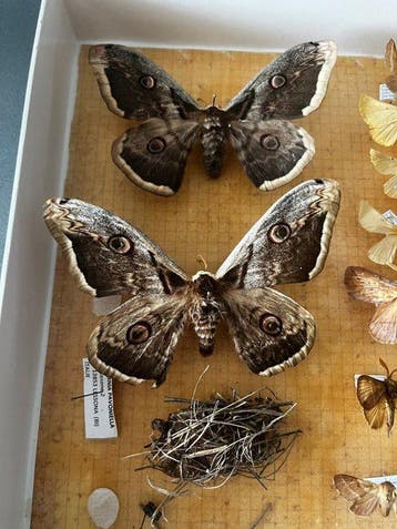Papillon de nuit Support de corps entier pour taxidermie -