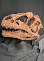 Fossiele schedel - juvenile Allosaurus - Museum-Grade