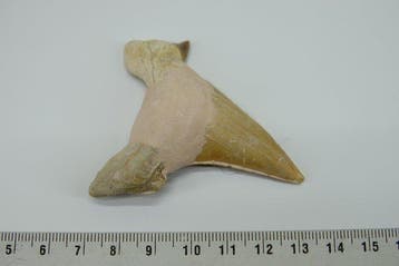 fossiele haaientand XL - Fossiele tand - Otodus Sokolovi - 0