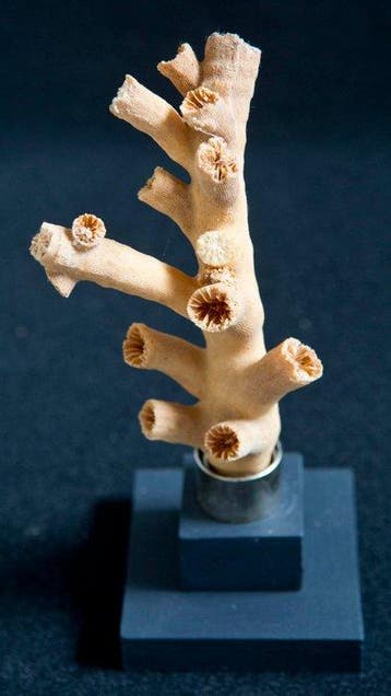 koraaloranje Taxidermie volledige montage - Dendrophyllia