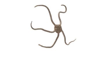 Fascinerende slangenzeester (14 cm) – perfect geprepareerde