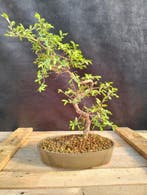 Bonsaï Orme de Chine (Ulmus parviflora) - Hauteur (arbre) :