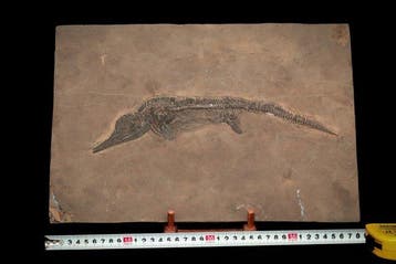 Zeereptiel - Gefossiliseerd dier - Mixosaurus - 38 cm - 26