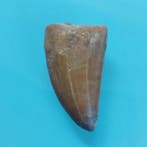 Dinosaurus - Fossiele tand - Carcharodontosaurus sp. - 52 mm, Verzamelen