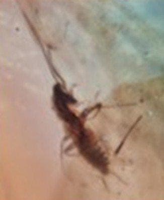 Insecte - Ambre - Burmit 10 Stück ca 9.00 Gr Burmit, Verzamelen