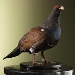 Auerhoen M Taxidermie Opgezette Dieren By Max, Verzamelen, Dierenverzamelingen, Ophalen of Verzenden, Nieuw, Vogel, Opgezet dier