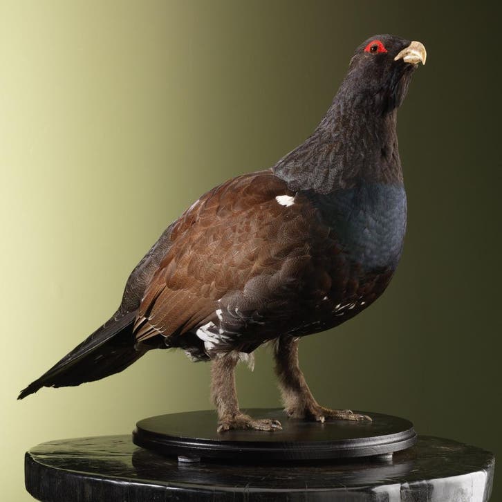 Auerhoen M Taxidermie Opgezette Dieren By Max, Collections, Collections Animaux, Enlèvement ou Envoi