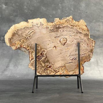 Magnifique grande tranche de bois pétrifié sur un socle