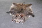 Sanglier Support mural pour taxidermie - Sus scrofa - 110 cm