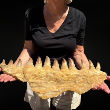 Mâchoire de Mosasaure Fossile XXL – Spécimen Naturel