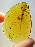 Barnsteen - feather in amber - 38.9 mm - 27.7 mm