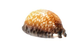 Cypraea arabica immanis  extreem groot, GEM, geweldige