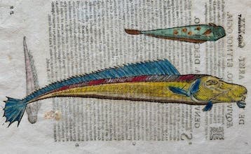 Ulisse Aldrovandi - De Piscibus Libri V - 1638