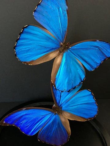 Vlinder Taxidermie volledige montage - Morpho didius - 30 cm, Nieuw