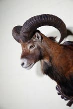 Grand trophée de mouflon Support mural pour taxidermie -, Nieuw