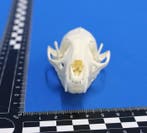 ginsterkat Schedel - Genetta genetta - 3.8 cm - 4.8 cm - 9.5