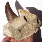 Tylosaur-tand - Fossiele tand - Hainosaurus sp. - Cuallity
