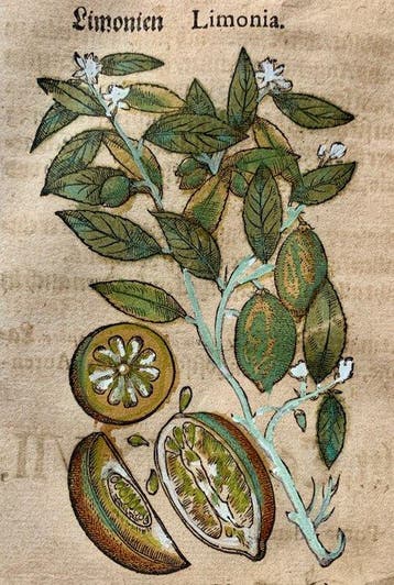 Pietro Andrea Mattioli - Original hand-colored leaf from