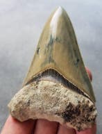 Megalodon - Fossiele tand - 98 mm - 68 mm, Verzamelen