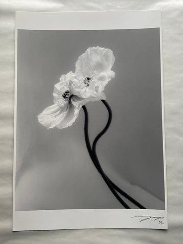 Ugne Pouwell - Coupled poppies