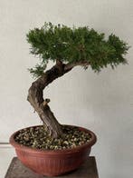 Jeneverbes bonsai (Juniperus) - Hoogte (boom): 50 cm -