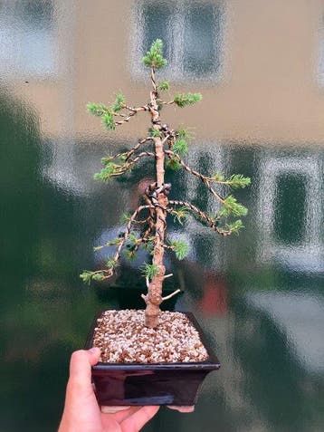 Spar bonsai (Picea) - Hoogte (boom): 45 cm - Diepte (boom):