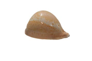 Cypraea (Umbilia) armeniaca (Abrikozen-Wonderkauri) –, Nieuw