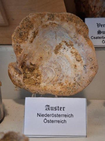 Oude fossielenverzameling ca. 23 stuks - Fossiele matrix