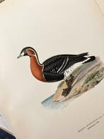 Von Wright brothers & Bror Halberg - Red-breasted goose