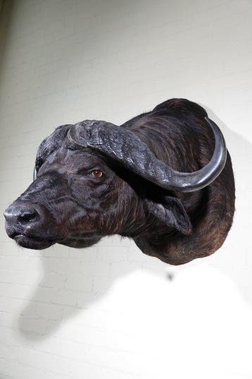 Buffle du Cap géant Support mural pour taxidermie - Syncerus