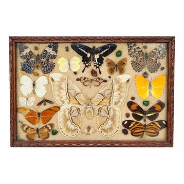 Vlinder Taxidermie wandmontage - Several - 30 cm - 20 cm -