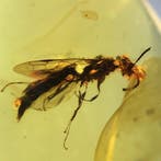 Birmese barnsteen - Barnsteen - 13.7 mm - 9.5 mm (Zonder