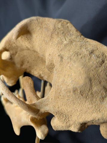 Fossiele schedel - Hoplophoeus sp. - scimitar cat -